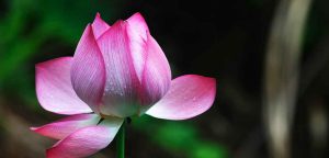 Lotusfüßse - Foto einer Lotusblüte